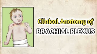 Clinical Anatomy of quotBRACHIAL PLEXUSquot  HINDI EXPLANATION  MEDICO [upl. by Ecienahs995]