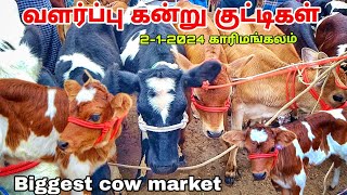 212024 Biggest cow market karimangalam small cows price details  வளர்ப்பு கன்று குட்டிகள் 😍 [upl. by Hameerak]