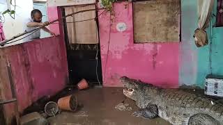 Crocodile rescued from house after floods in Vadodara India [upl. by Acinnod142]