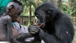 What Bonobos Can Teach Us [upl. by Ymas]