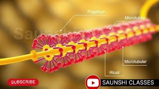 LOCOMOTION IN PROTOZOA💥💥Phylum Protozoa [upl. by Brett]