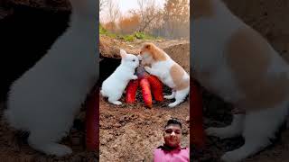 rabbit dog cute pets 283 puppy babymonky funnyanimal sonusingh [upl. by Ertsevlis]