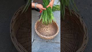 Red root chives taste different you can also grow some single root red chives leekplanting [upl. by Travus150]