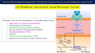 Adenylyl CyclasecAMP Cell membrane Phospholipid 2nd messenger System Chapter 75 part 7 Guyton [upl. by Solegnave]