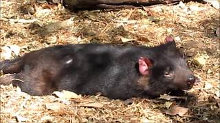 Yawning Tasmanian Devil  Sarcophilus harrisii [upl. by An]