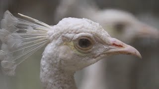 quotA Stunning White Peacock Display  Nature’s Wonderquot [upl. by Melodee]