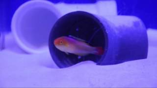 Nahackys Fairy Wrasse [upl. by Rozele]