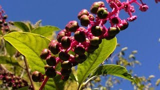 Phytolacca decandra Fitolacca medicinal plant [upl. by Haerb]