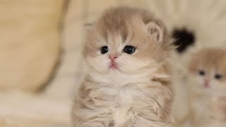 do you know if youre pressed subscribe bottom the its colour ll change😳cutekittenfamily [upl. by Nayr]