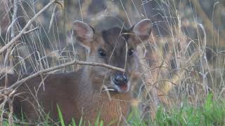 Muntjac Deer  The British Mammal Guide [upl. by Sudhir]