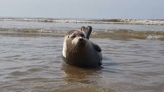 Zeehondje Wijk aan Zee 2 september 2024 [upl. by Marba956]