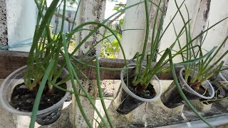 Onion Growing Hack I WISH I Knew Sooner [upl. by Alema]