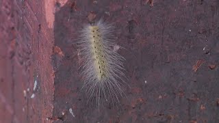 Fuzzy caterpillars all over Houston have many worried about their trees [upl. by Breana]