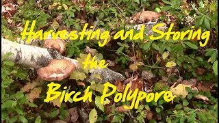 Harvesting and Storing the Birch Polypore [upl. by Octave]