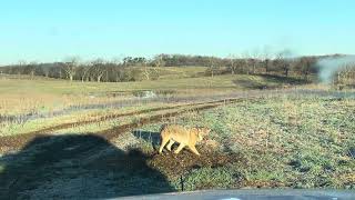 Trapping The Ouachita Hill Country [upl. by Suhpoelc]