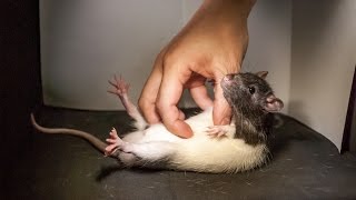 Rats get ticklish just like humans [upl. by Yelekalb]