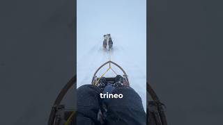 Trineo de PERROS en el CÍRCULO POLAR ARTICO [upl. by Einaffit]