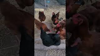 Chicken Tetherball chickens backyardchickens enrichment shorts petschickenmom [upl. by Spiros61]