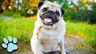 30 Talking Pugs  Try Not To Laugh Challenge [upl. by Ellehctim]