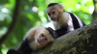 The Whitefaced Capuchin in Costa Rica [upl. by Gabriello472]