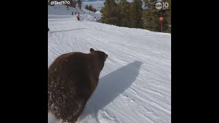 Skier narrowly avoids crashing into black bear at Heavenly ski resort in Tahoe [upl. by Parris324]