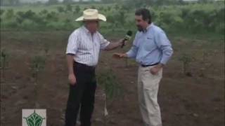 Agroscience  Parcela de Aguacate  Primera parte [upl. by Leavitt]