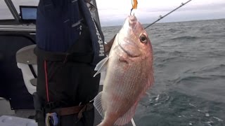 Coromandel fishing hot spots [upl. by Jammin]