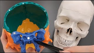 Skull Anatomy Series  The Sphenoid Bone  Part 7 of 9 [upl. by Eedebez]