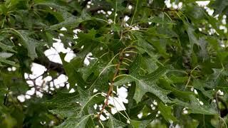 Quercus palustris  Pin Oak [upl. by Cocks]