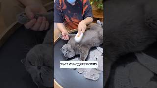 Daily routine of Japanese millionaires cat shortsvideo [upl. by Kunkle949]