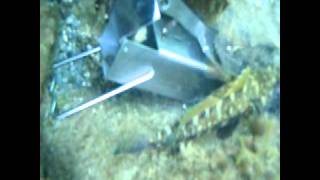 How to catch a bobbit worm 2 Meereswurm Eunice Aphroditois Veliki Morski Crv [upl. by Ayana]