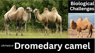 Dromedary camel [upl. by Aiksa]