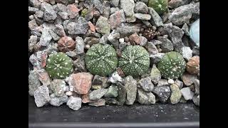 Astrophytum Asterias Hybrid Mix 122 Day Timelapse cactus timelapse [upl. by Torin127]