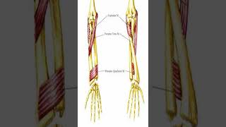 Anatomy Pronator Teres shorts [upl. by Haimehen]