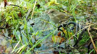 Greenfinches drinking [upl. by Bouldon695]