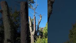 Large cherry tree removal treeservice [upl. by Aksoyn]