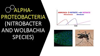 ALPHAPROTEOBACTERIA NITROBACTER AND WOLBACHIA SPECIES [upl. by Ahsenyt979]