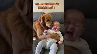 Golden retriever with baby Sensible dogs who can’t like them dog know 10000 moments of be [upl. by Adamis]