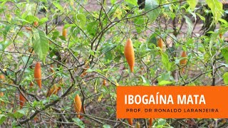 Ibogaína Mata [upl. by Dietsche]