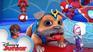 Marvels Spidey and his Amazing Friends S3 Short 1  The New WQ disneyjrx MarvelHQ [upl. by Tseng]