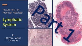 Picture tests in practical histology of lymphatic tissue part 1 [upl. by Annaxor938]