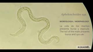 Aphelenchoides spp El nematodo De Las Partes Foliares Foliar nematode Parties [upl. by Schaffer965]