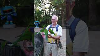 Feeding the Rainbow lorikeets at Currumbin Wildlife Sanctuary Gold Coast [upl. by Anaitsirc]