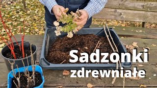 Sadzonki zdrewniałe Rozmnażanie krzewów przez sadzonki zdrewniałe [upl. by Bayly]