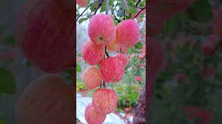 youtubeshorts apple appletree fruits [upl. by Oznol]