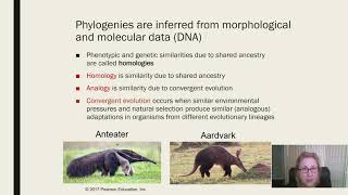 Phylogenies and Evolution [upl. by Anyd]