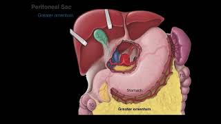 Peritoneum tutorial [upl. by Chip]