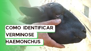 Verminose em caprinos e ovinos como identificar o verme Haemonchus em Ovinos   PAPEIRA [upl. by Adym765]