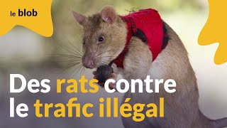 Trafic illégal d’espèces menacées  les rats géants à la rescousse [upl. by Mcdonald]