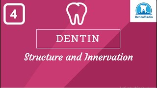 Dentin Structure amp Innervation [upl. by Araes]